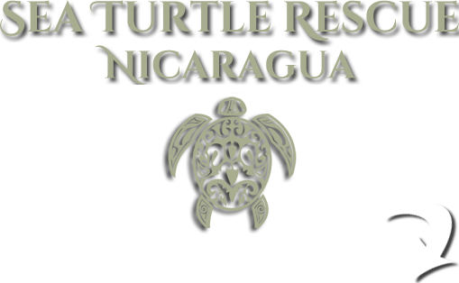 Sea Turtle Rescue